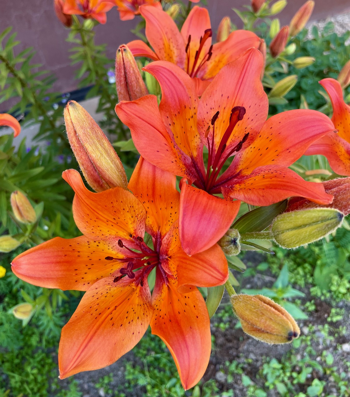 Flower 1