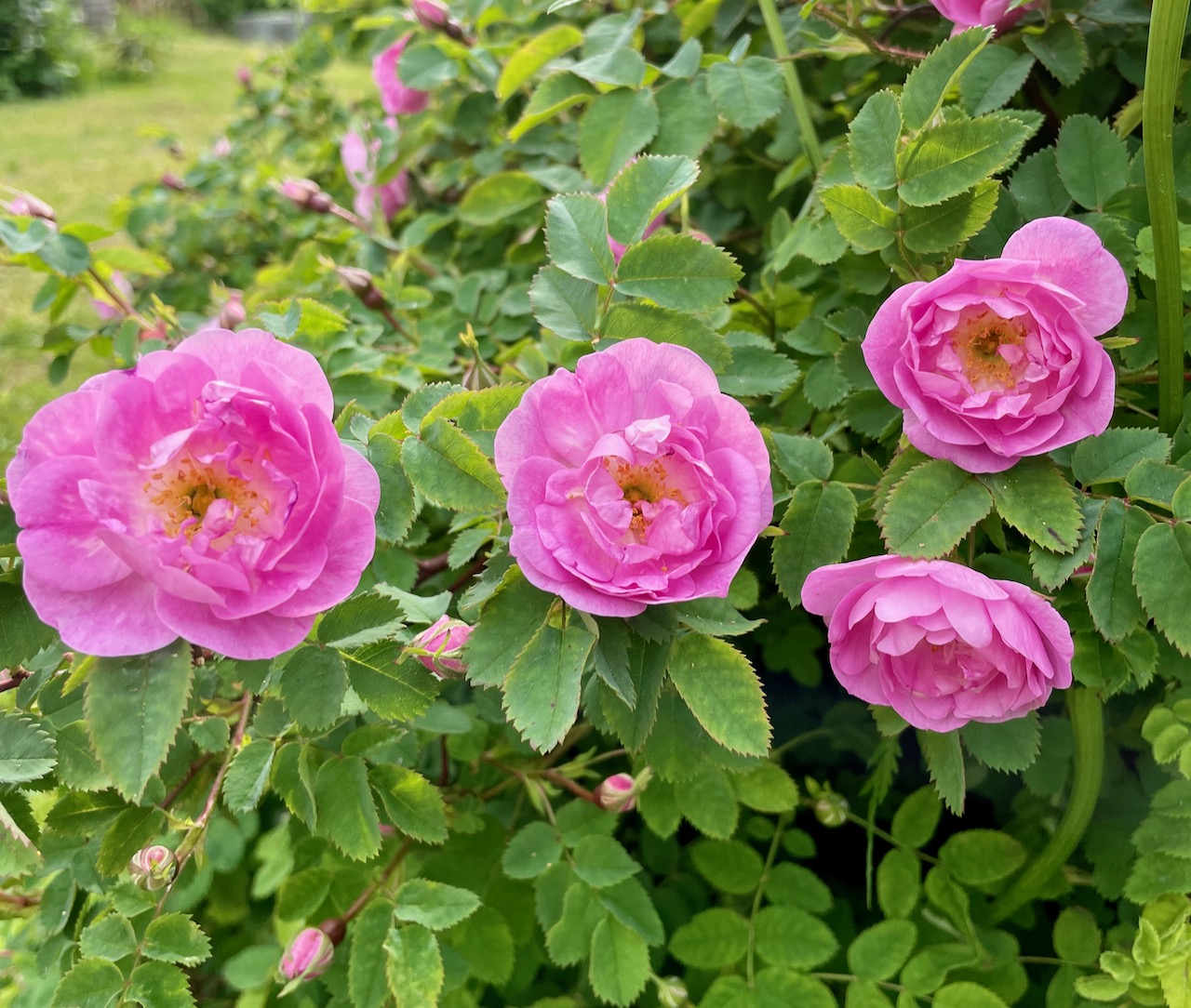 Flower 1