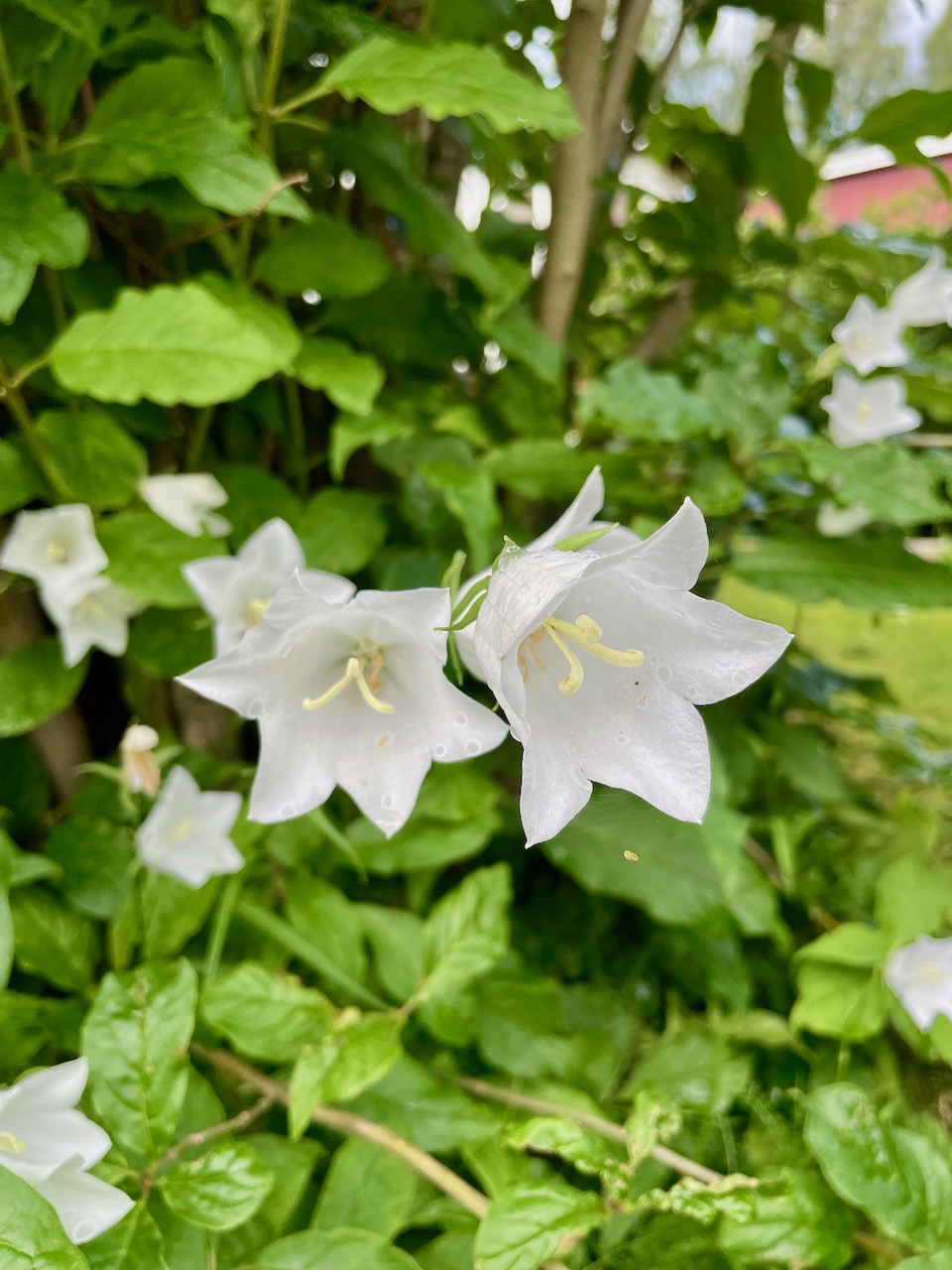 Flower 2